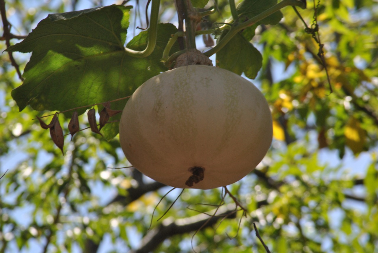 pumpkin flora nature free photo