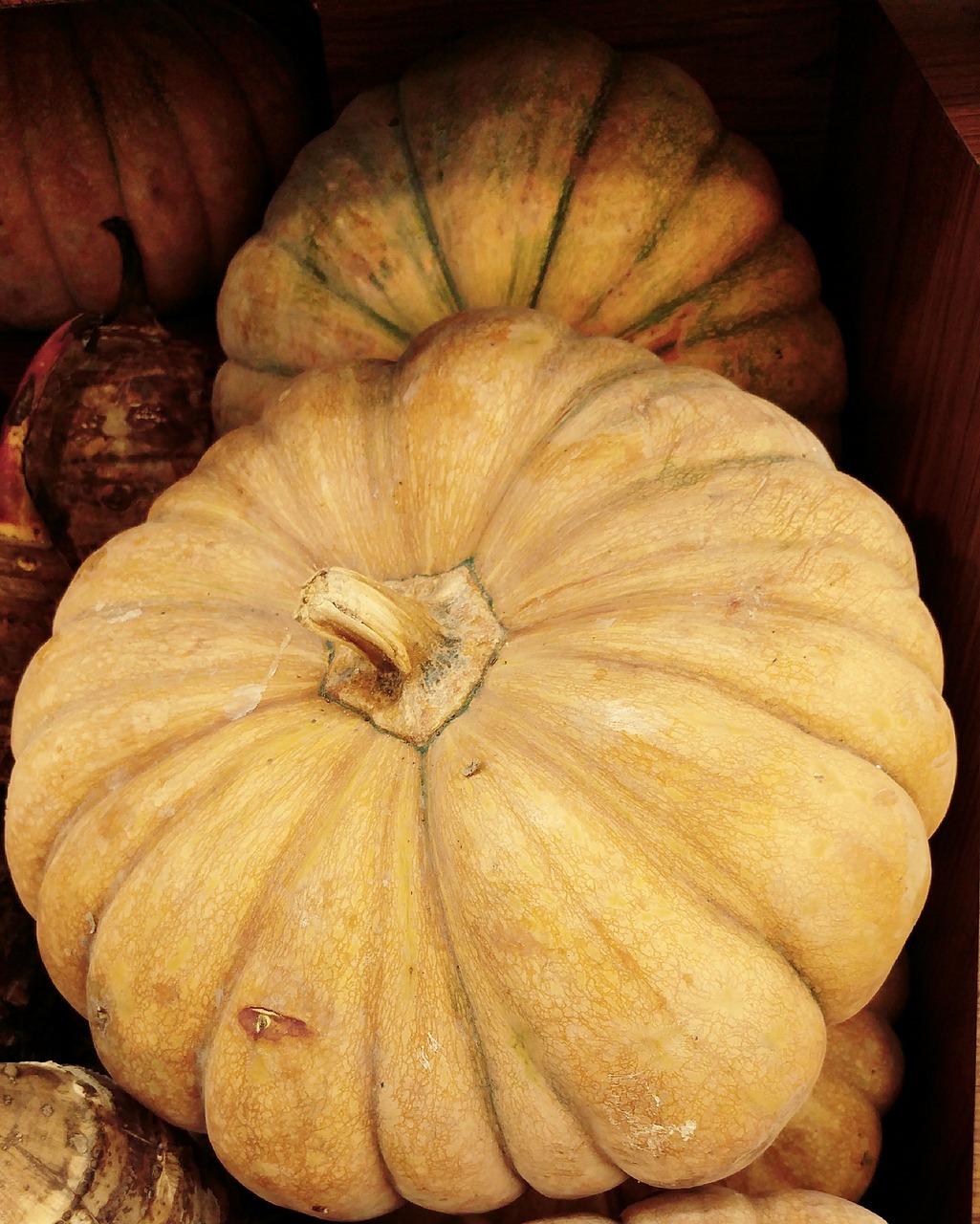 pumpkin harvest halloween free photo