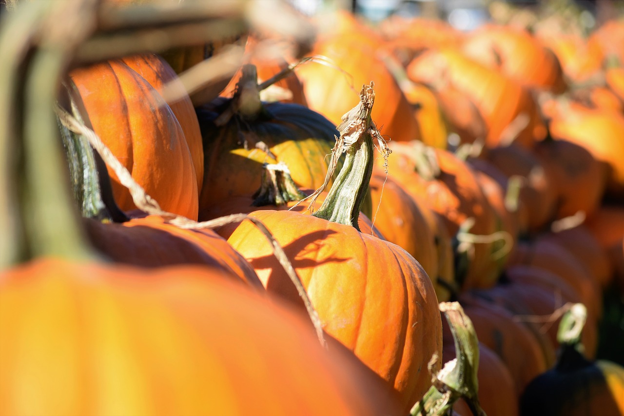 pumpkin harvest pumpkin patch free photo