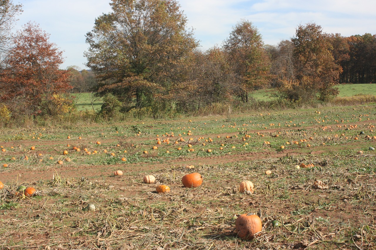 pumpkin patch field free photo