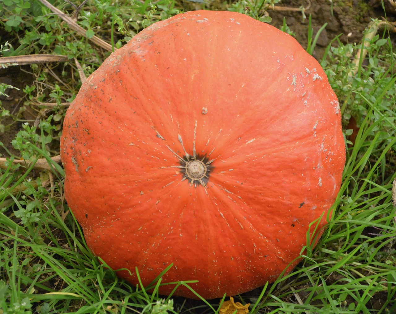 pumpkin one fruit large free photo