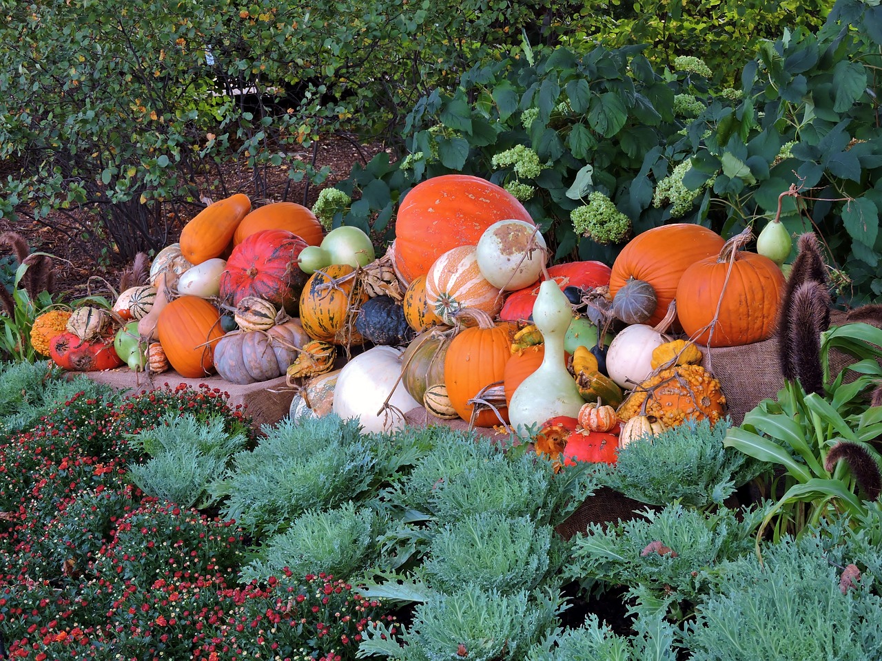 pumpkin october autumn free photo