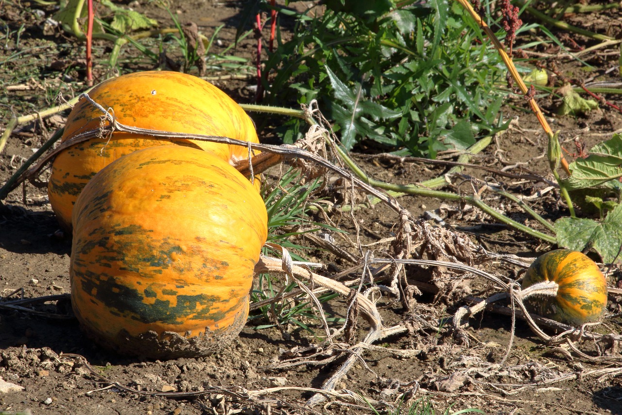 pumpkin yellow autumn free photo