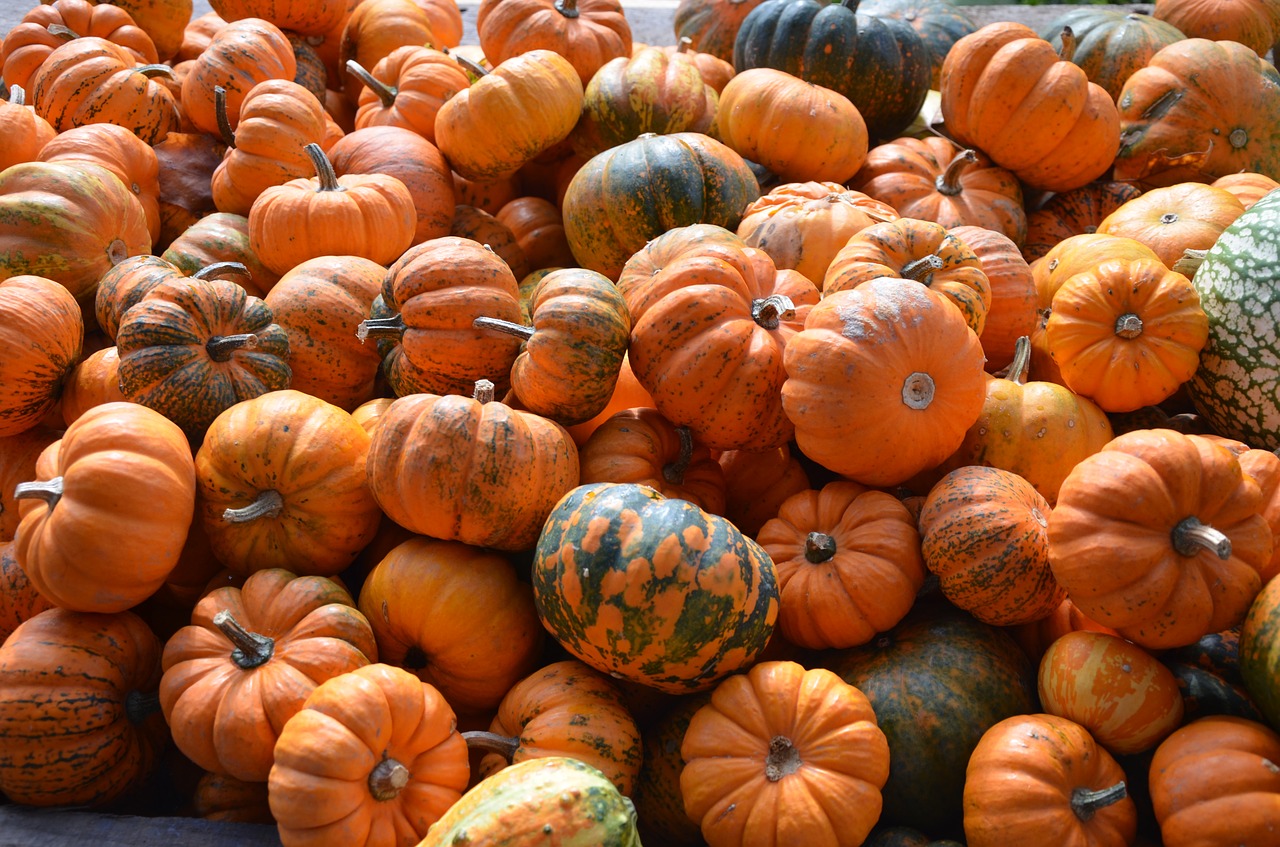 pumpkin orange autumn free photo