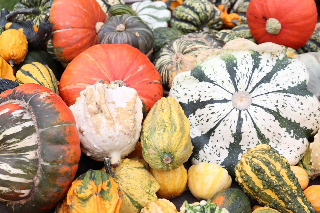 pumpkin colorful autumn decoration free photo