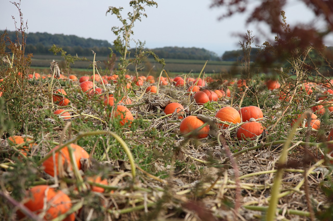 pumpkin autumn field free photo