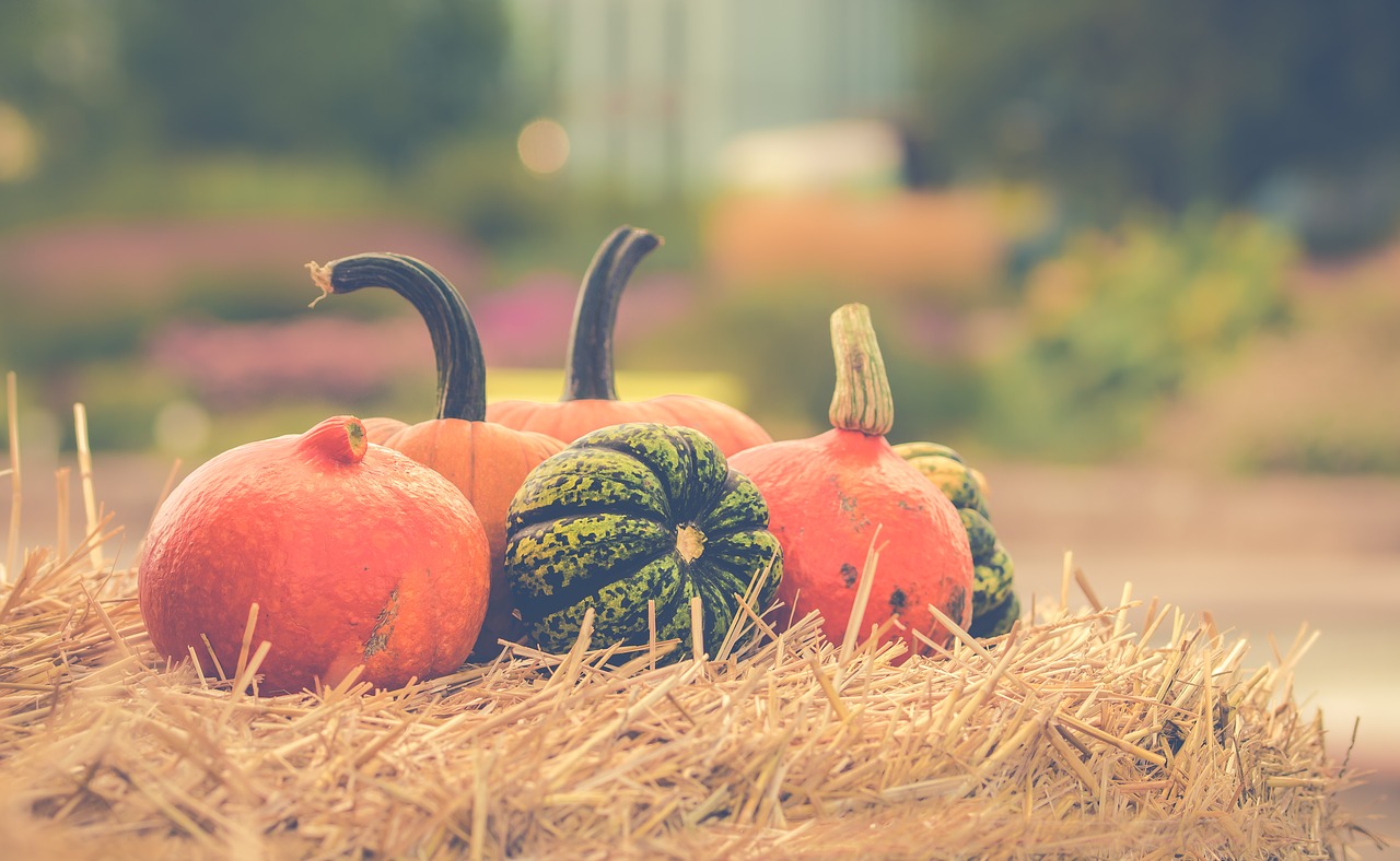 pumpkin halloween autumn free photo