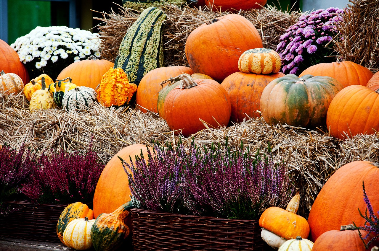 pumpkin autumn pumpkins free photo