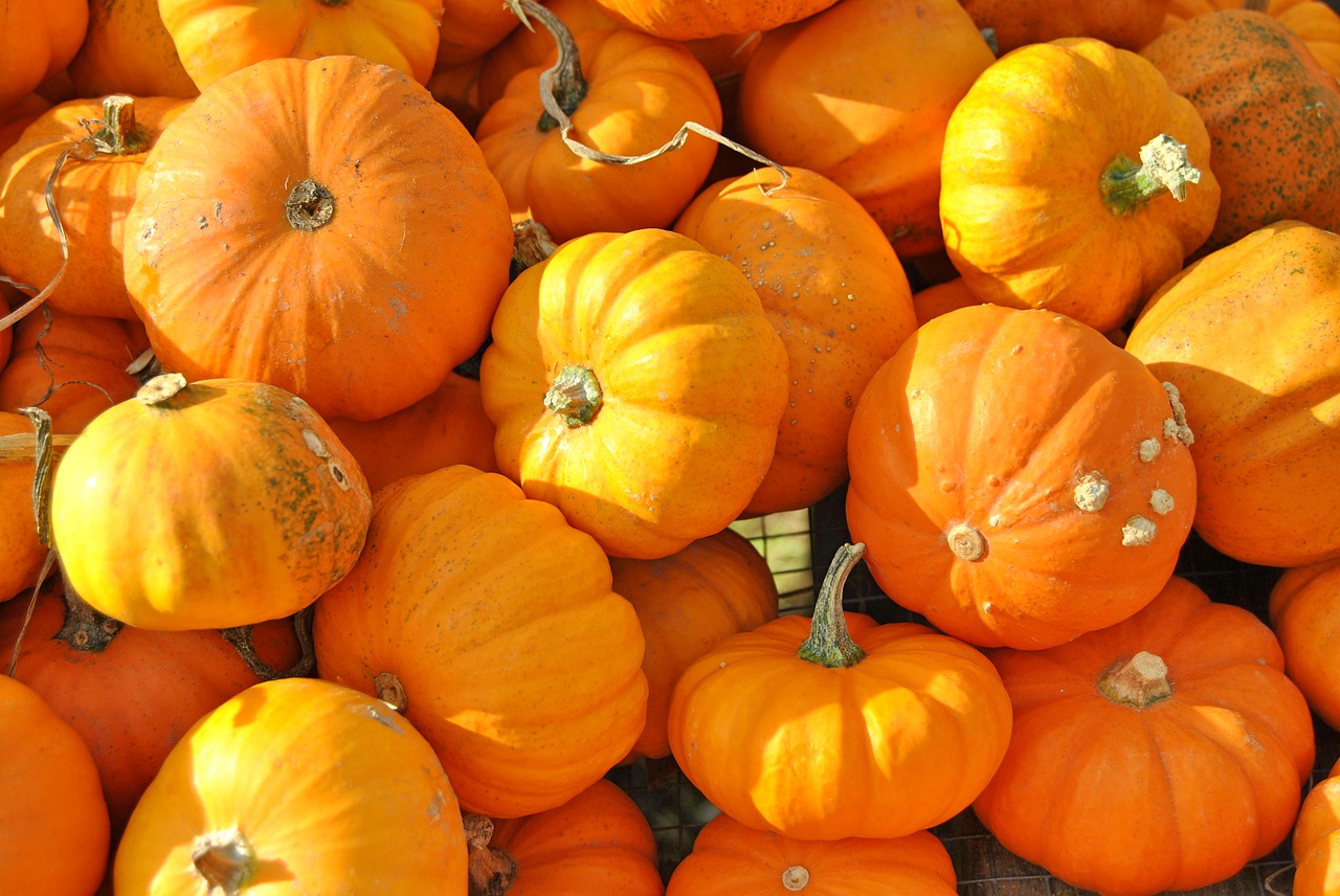 pumpkin halloween fall free photo