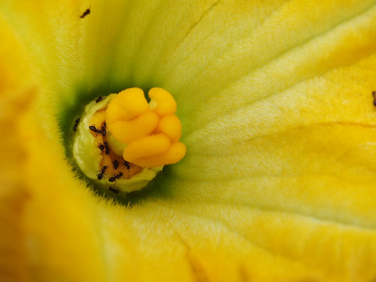 pumpkin grow nature free photo