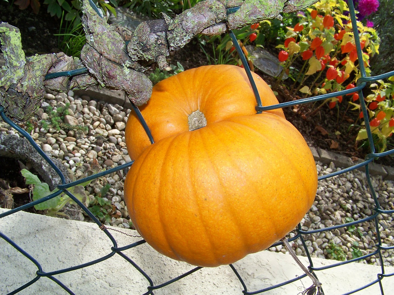 pumpkin fence deco free photo