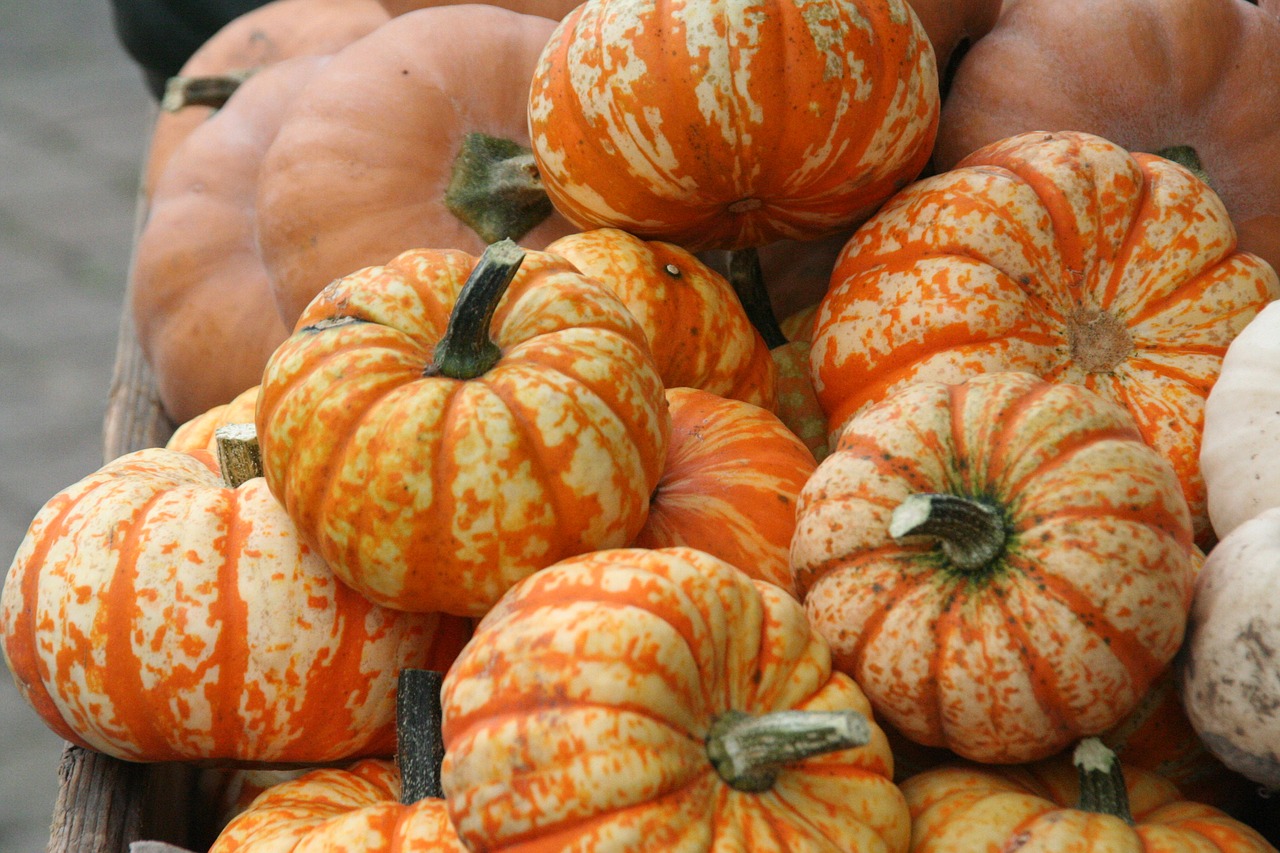 pumpkin halloween autumn free photo