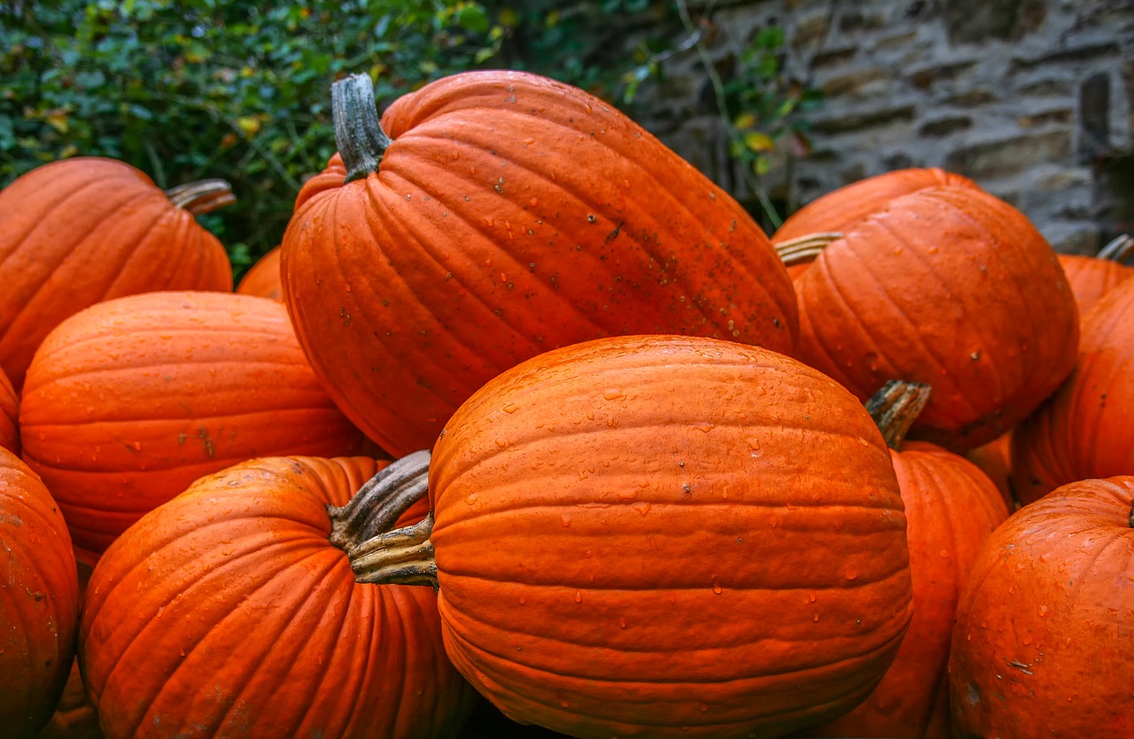 pumpkin food nature free photo