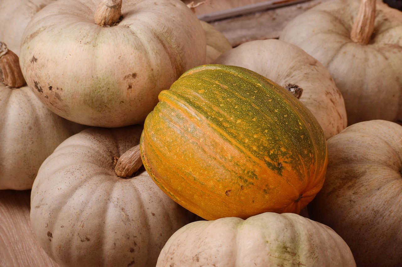 pumpkin fall pasture free photo