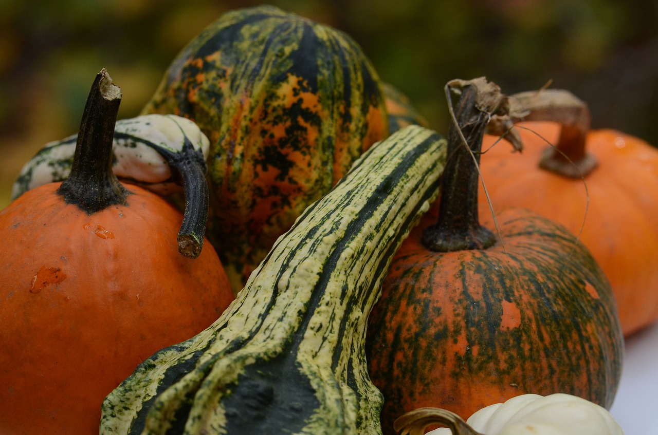 pumpkin halloween fall free photo