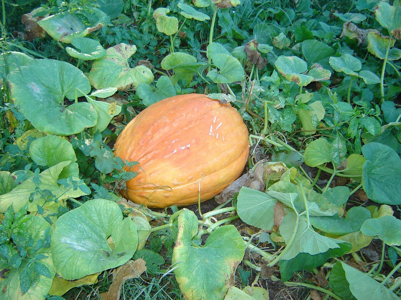 pumpkin garden orange free photo