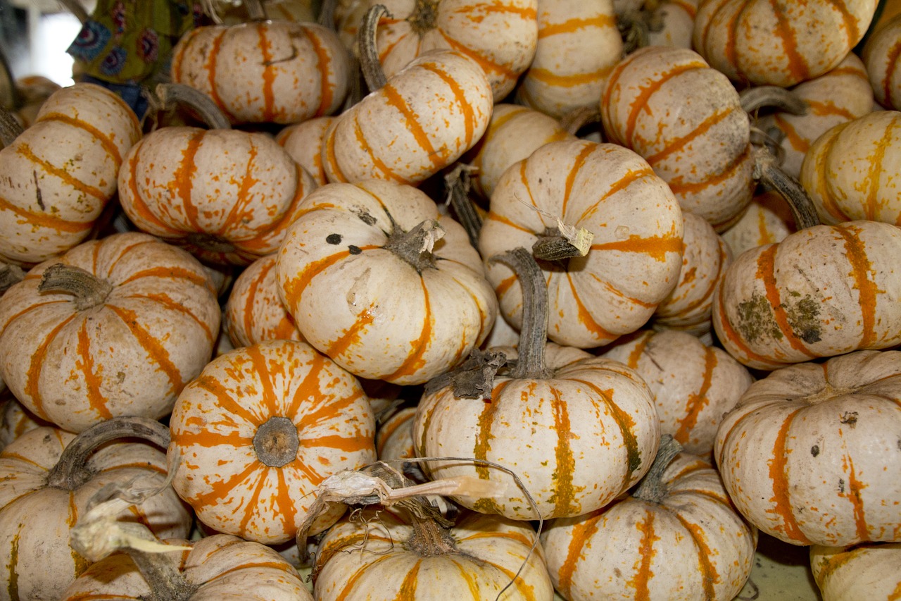 pumpkin  autumn  seasonal free photo