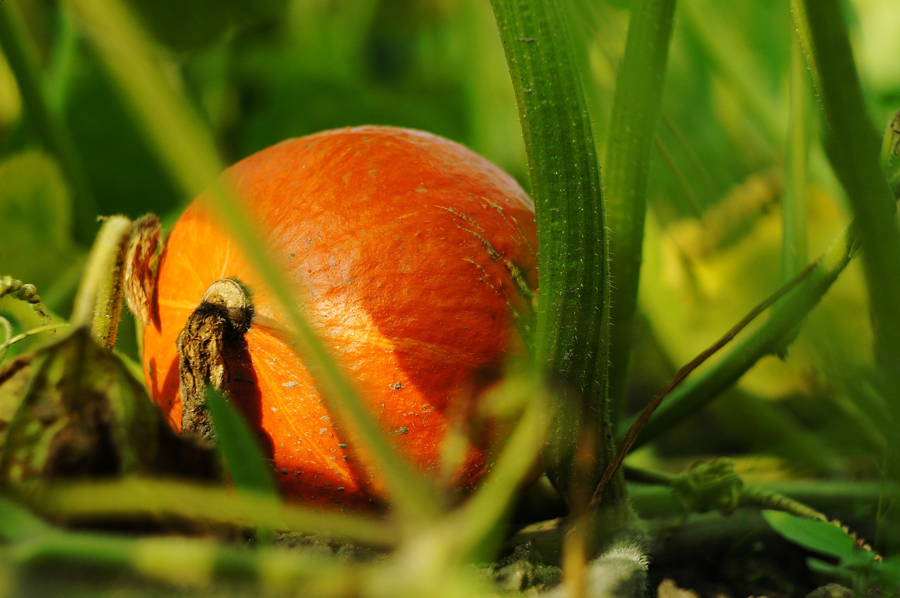 pumpkin  plant  autumn free photo