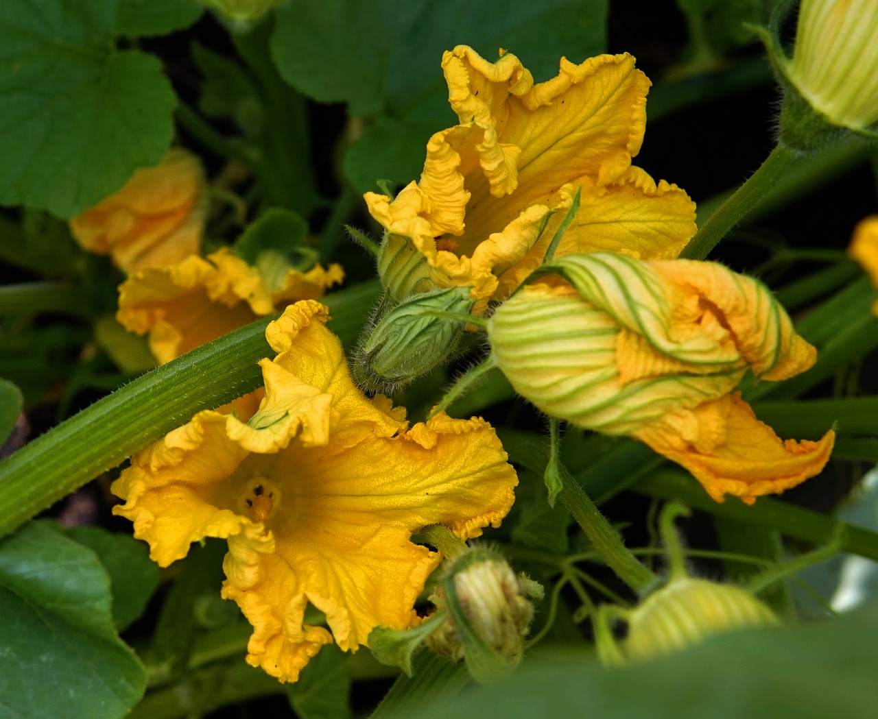 pumpkin  blossom  bloom free photo