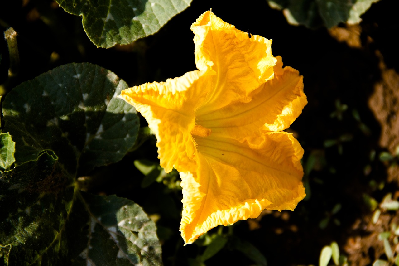 pumpkin  flower  nature free photo