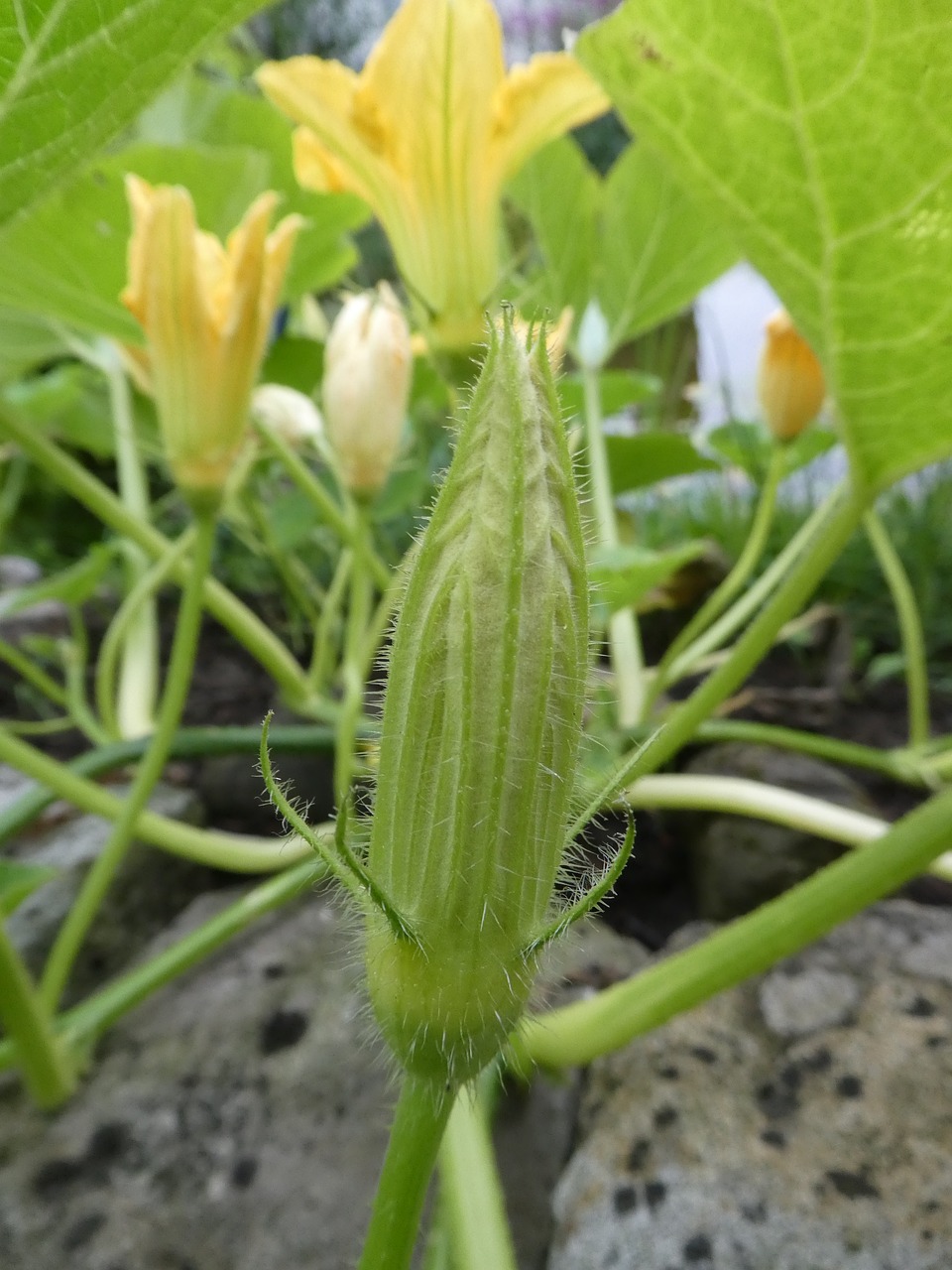 pumpkin  bud  close up free photo