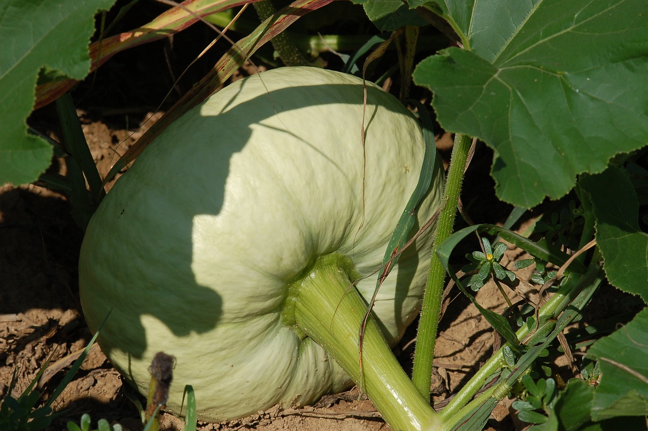 pumpkin  horticulture  agriculture free photo