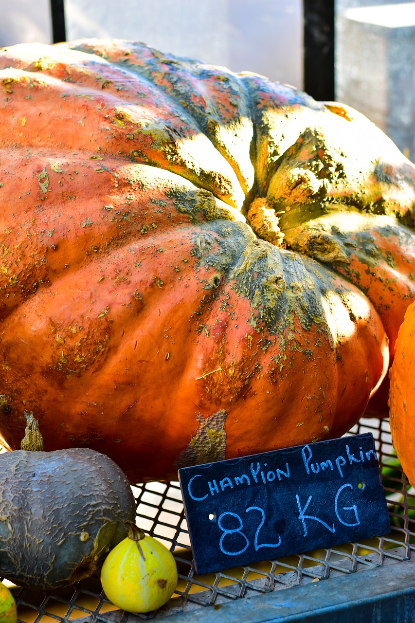 pumpkin  squash  vegetables free photo