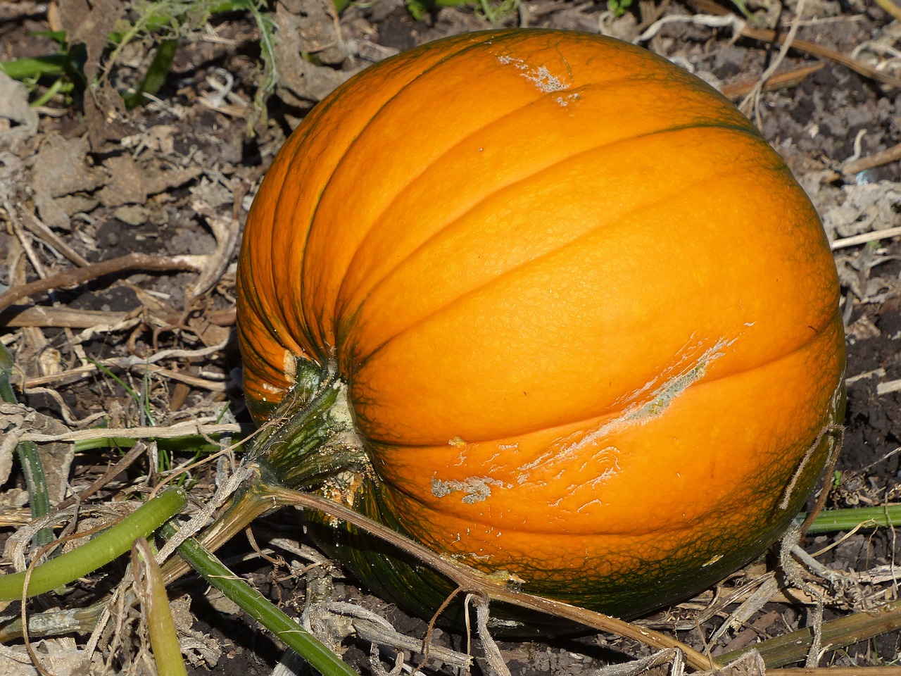 pumpkin vegetable orange free photo