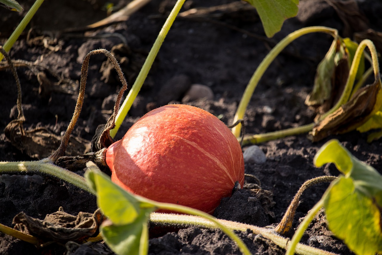 pumpkin  horticulture  agriculture free photo