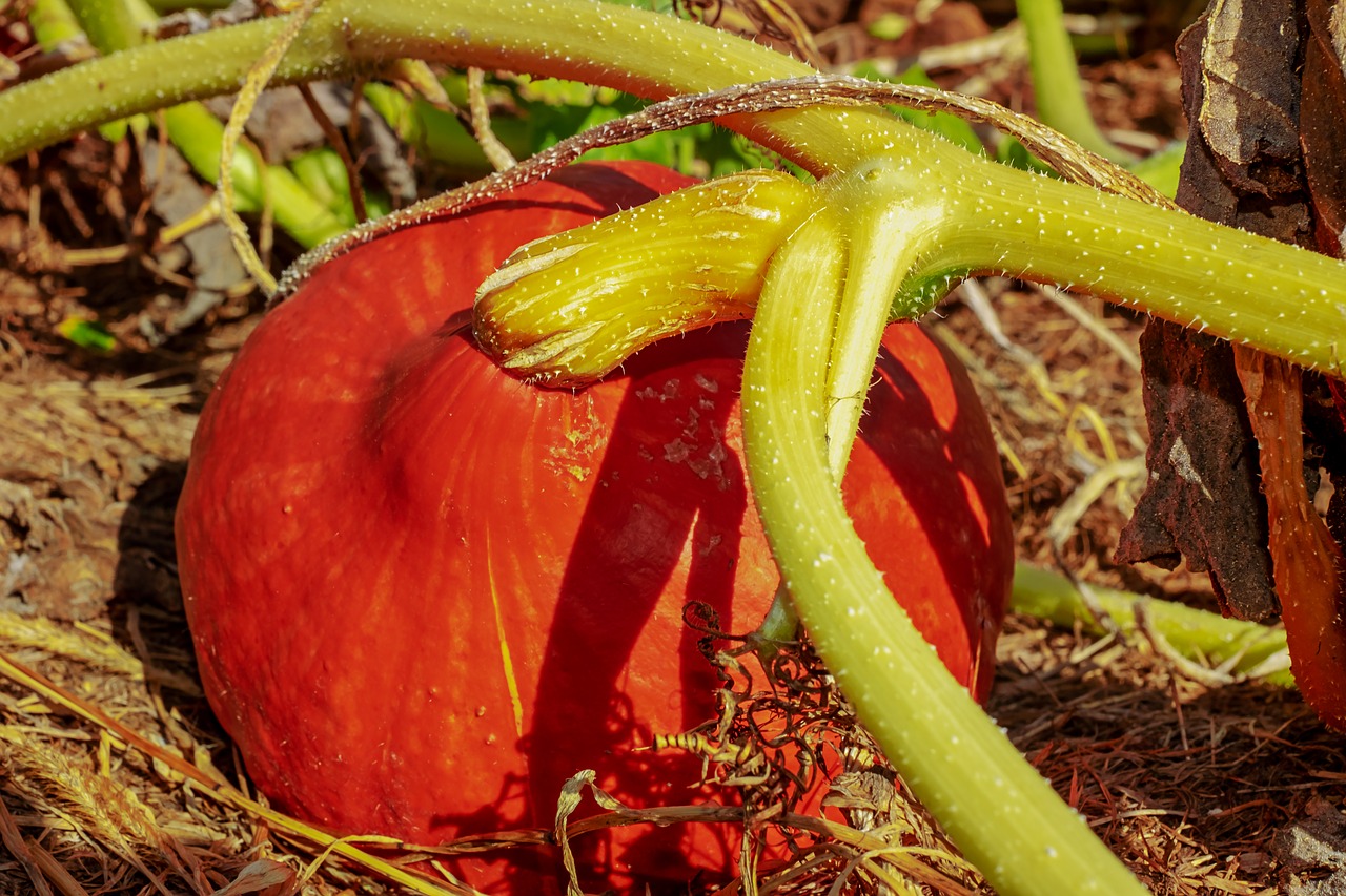 pumpkin  plant  vegetables free photo