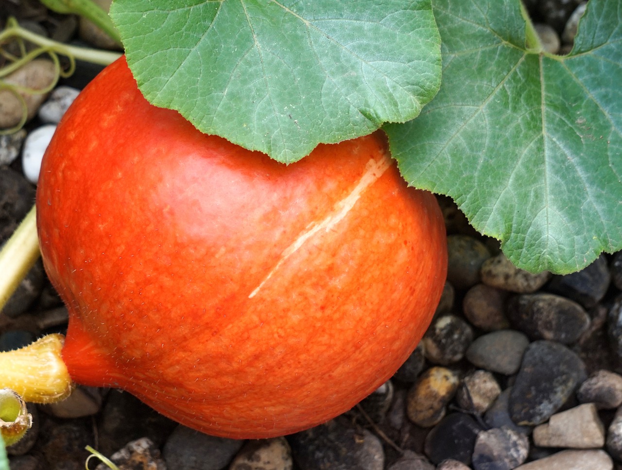 pumpkin  ripe  vegetables free photo