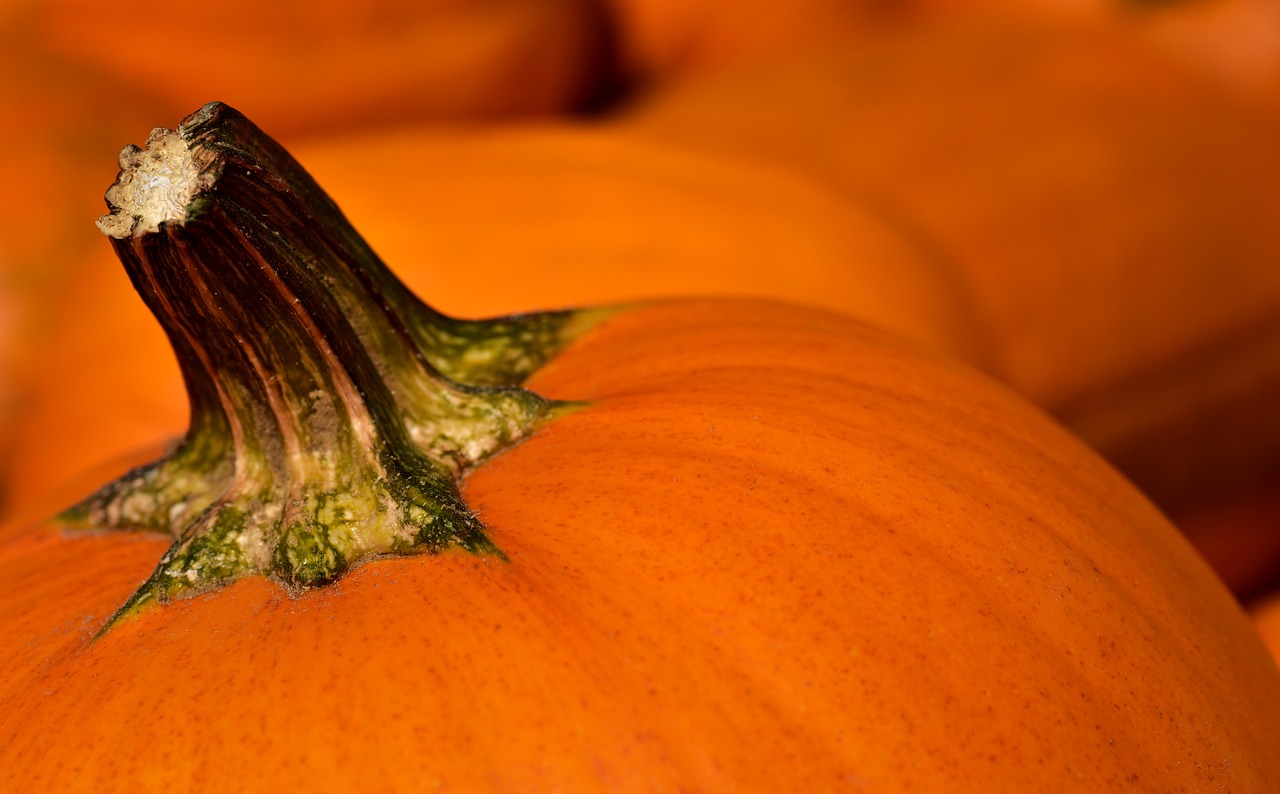 pumpkin  halloween  gourd free photo