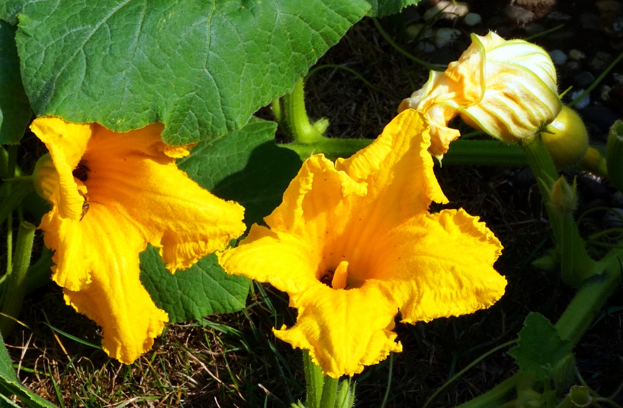 pumpkin  blossom  bloom free photo