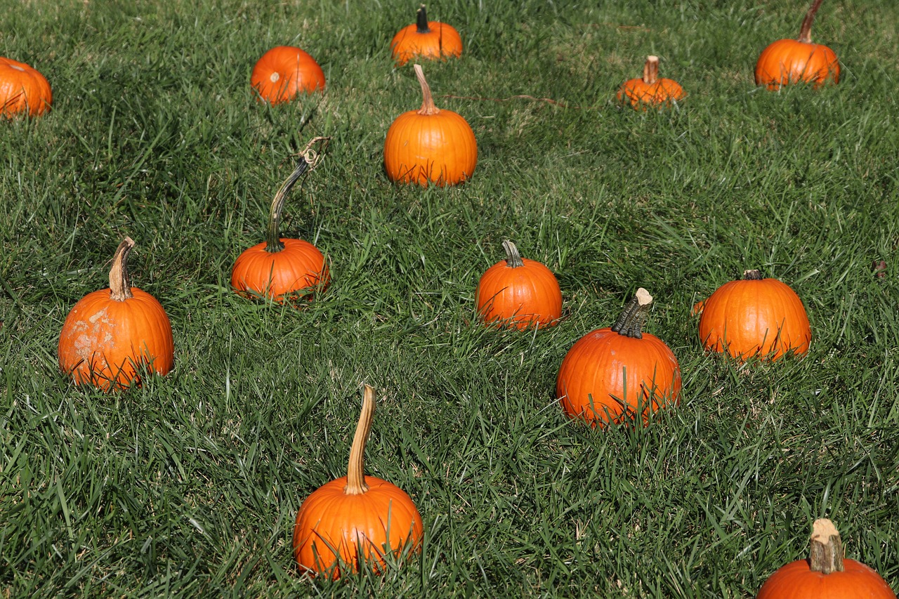 pumpkin  fall  harvest free photo