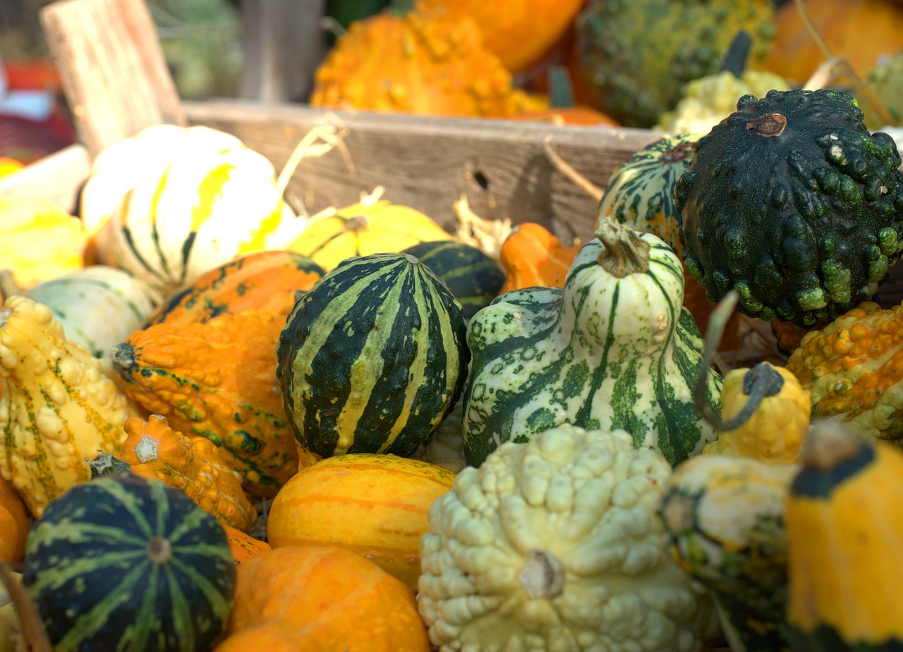 pumpkin  fruit  vegetables free photo