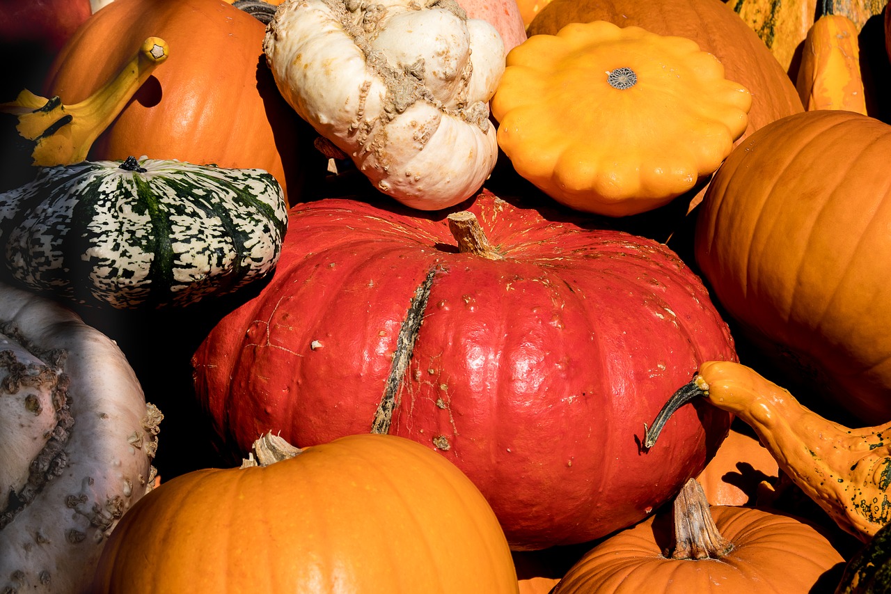 pumpkin  pumpkins  vegetables free photo