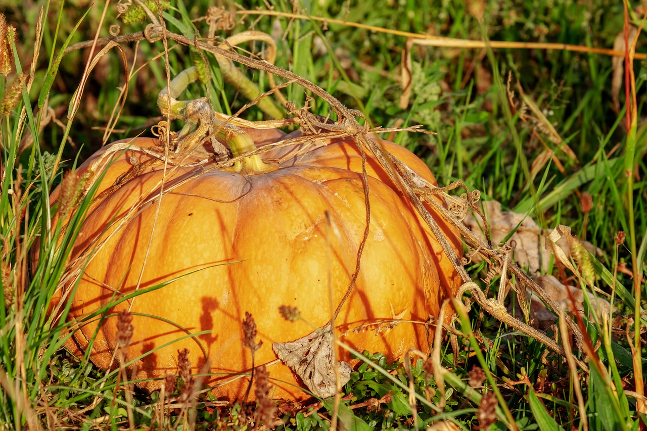 pumpkin  plant  vegetables free photo