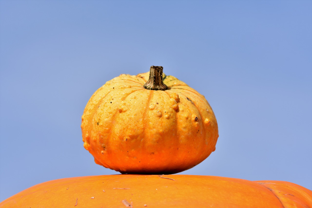 pumpkin  fruit  orange free photo