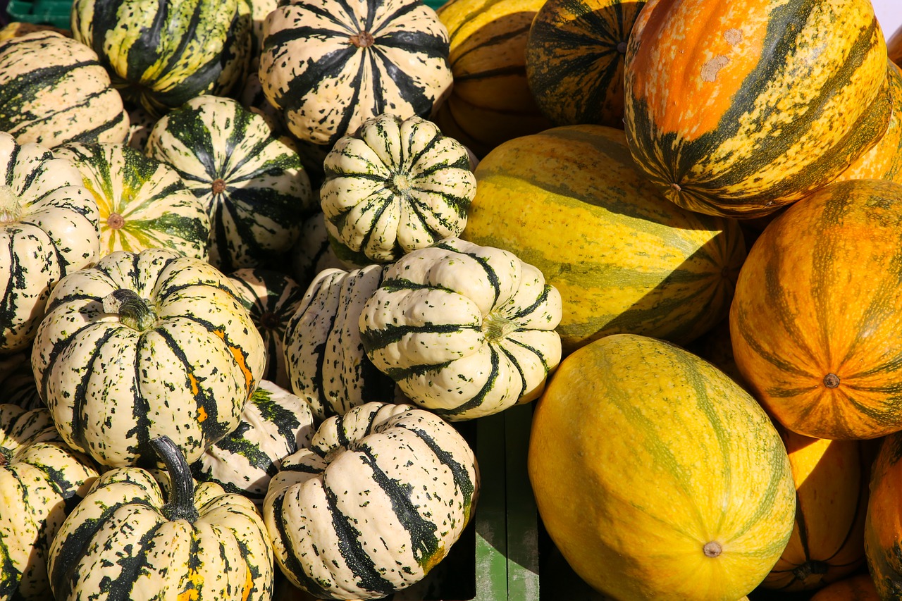 pumpkin  market  harvest free photo