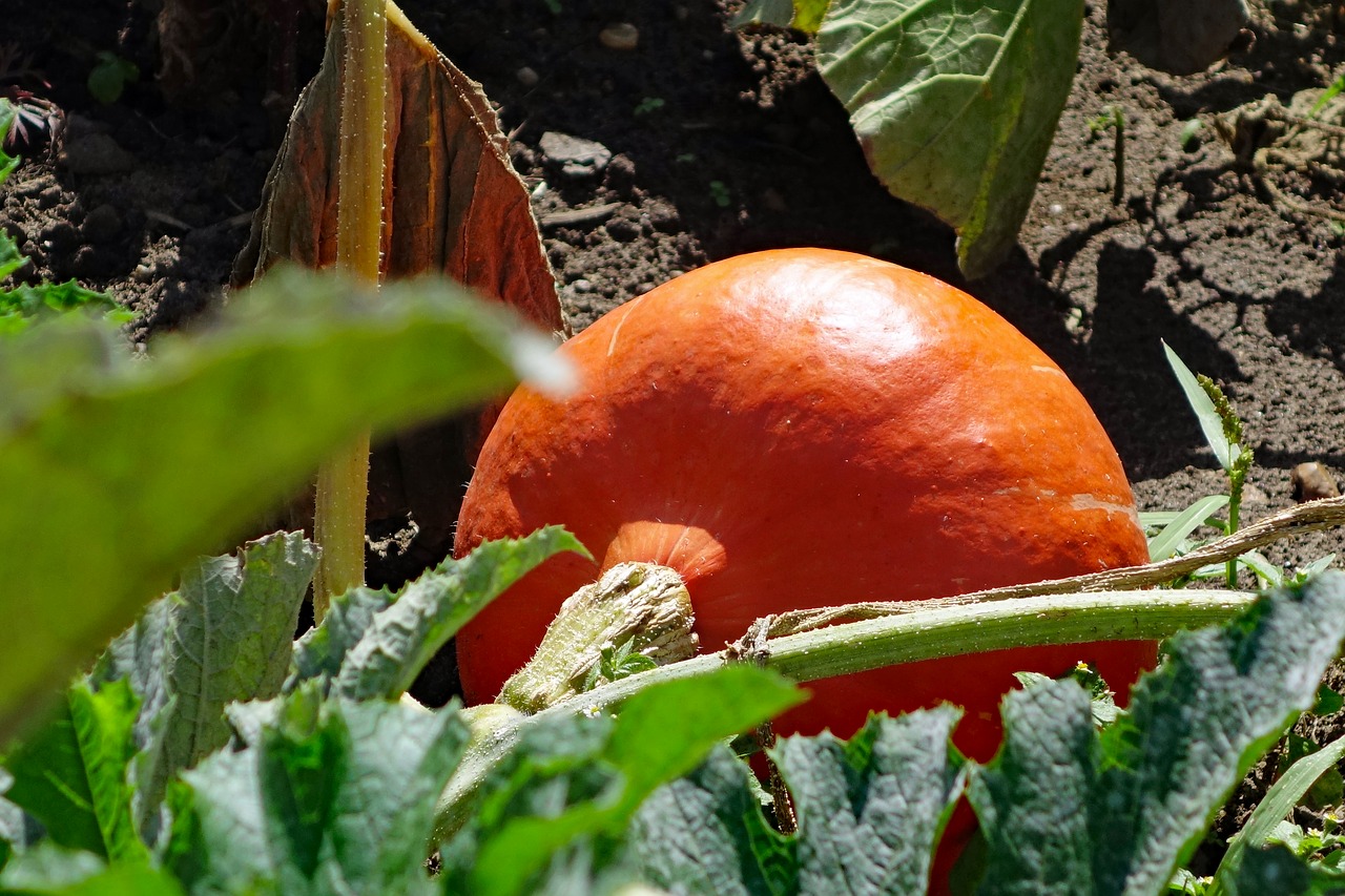 pumpkin  vegetables  autumn free photo