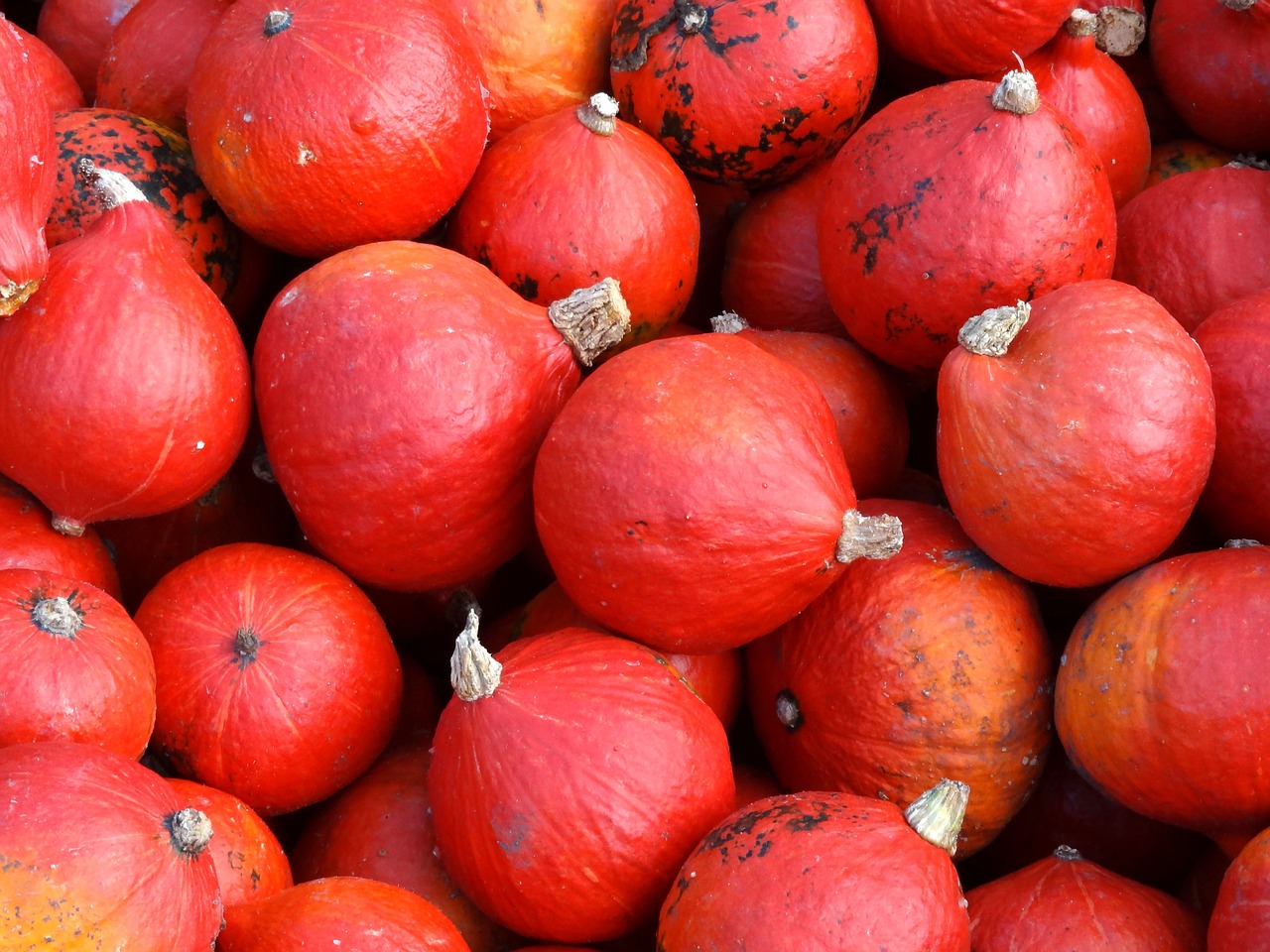 pumpkin  autumn  pumpkins free photo