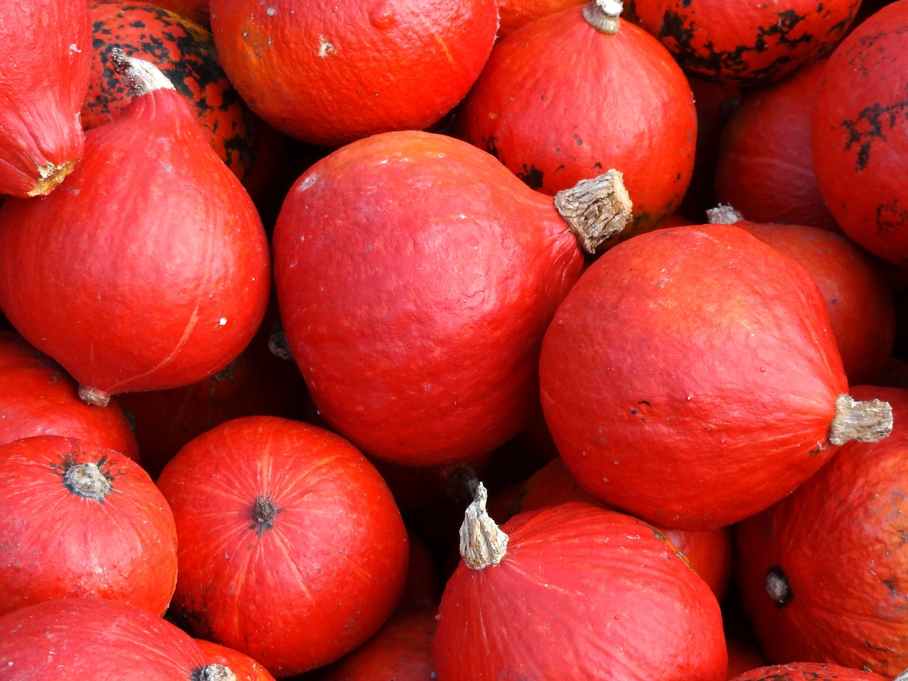 pumpkin  hokkaido  squash free photo