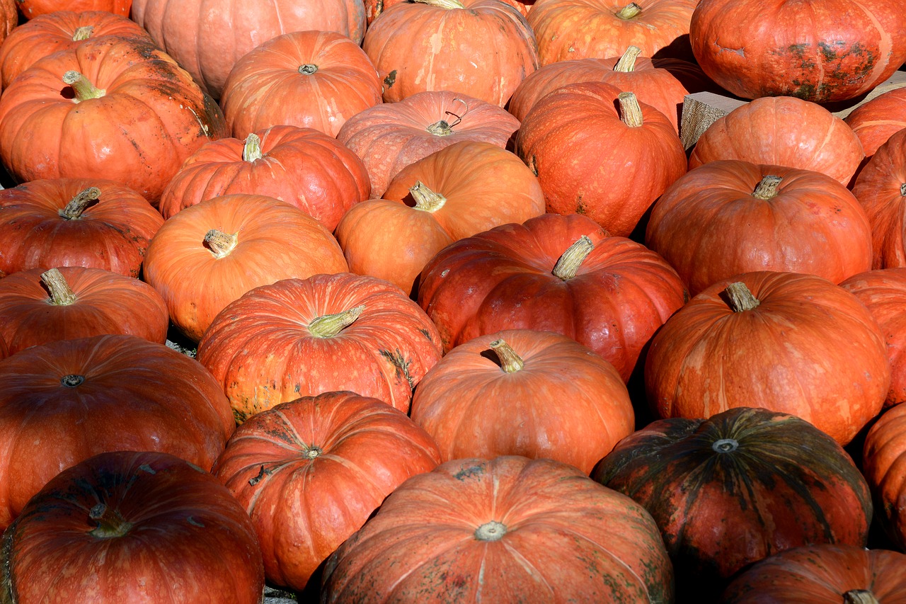 pumpkin  vegetables  autumn free photo