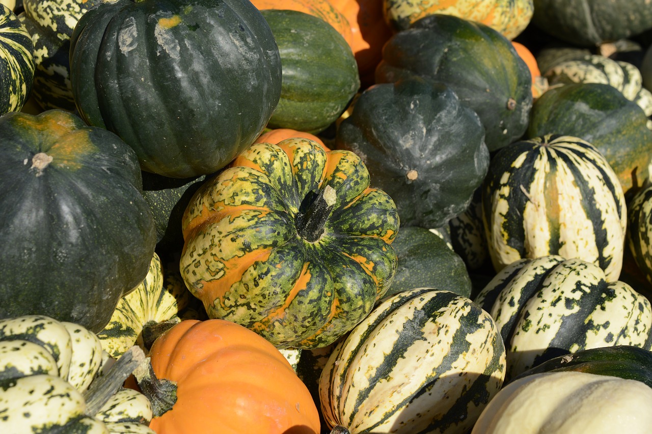 pumpkin  gourd  vegetables free photo