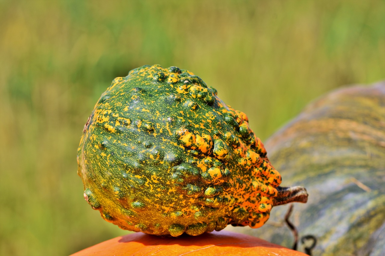 pumpkin  fruit  autumn free photo