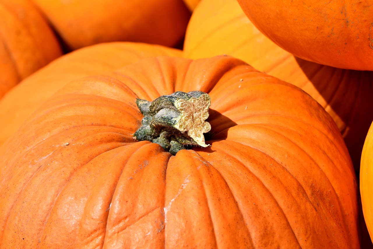 pumpkin  fruit  orange free photo