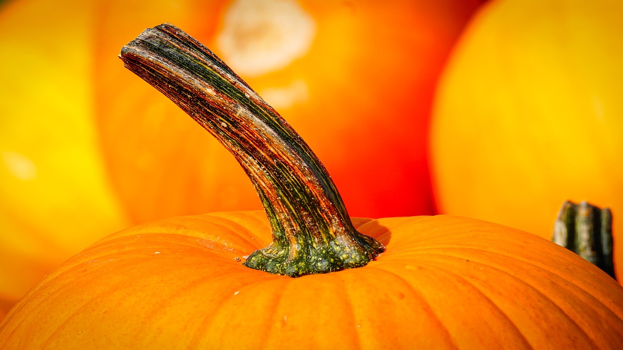 pumpkin  stalk  autumn free photo