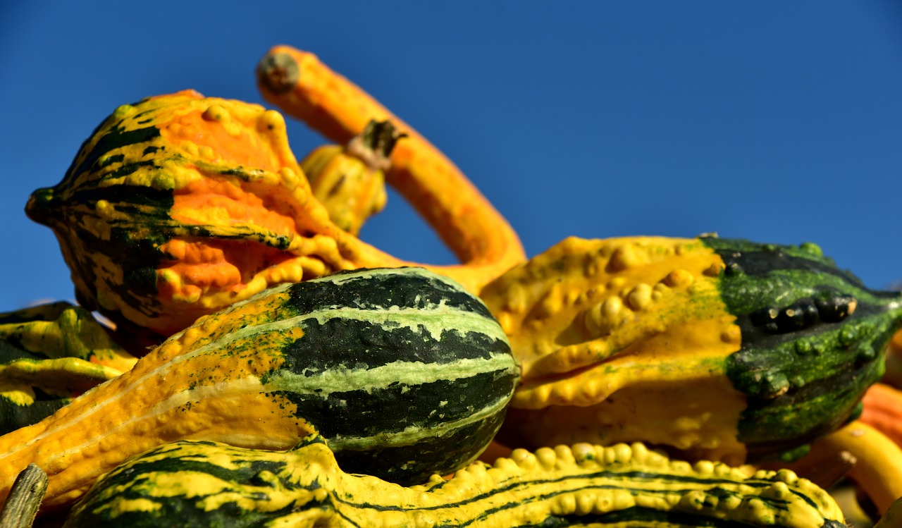 pumpkin  gourd  bright free photo