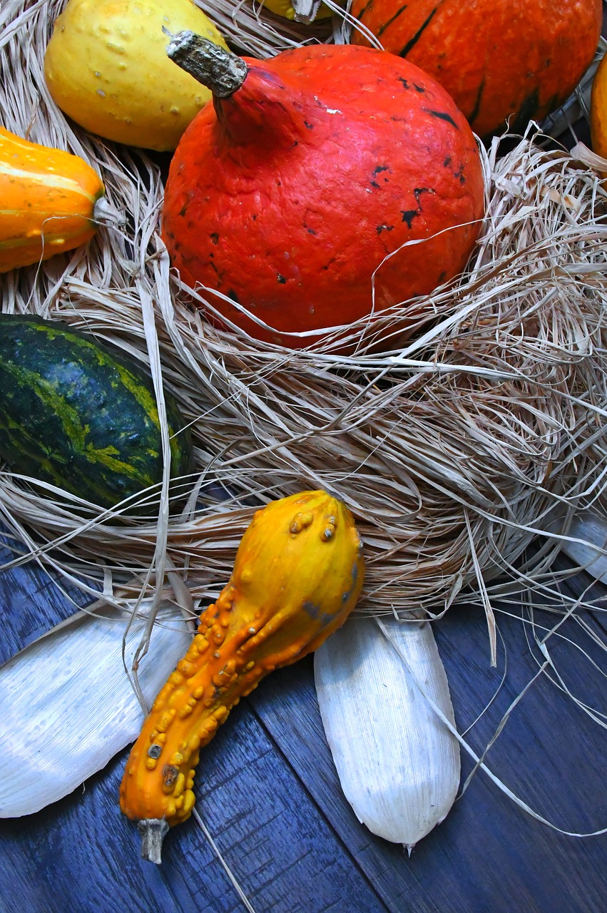 pumpkin  autumn  autumn still life free photo