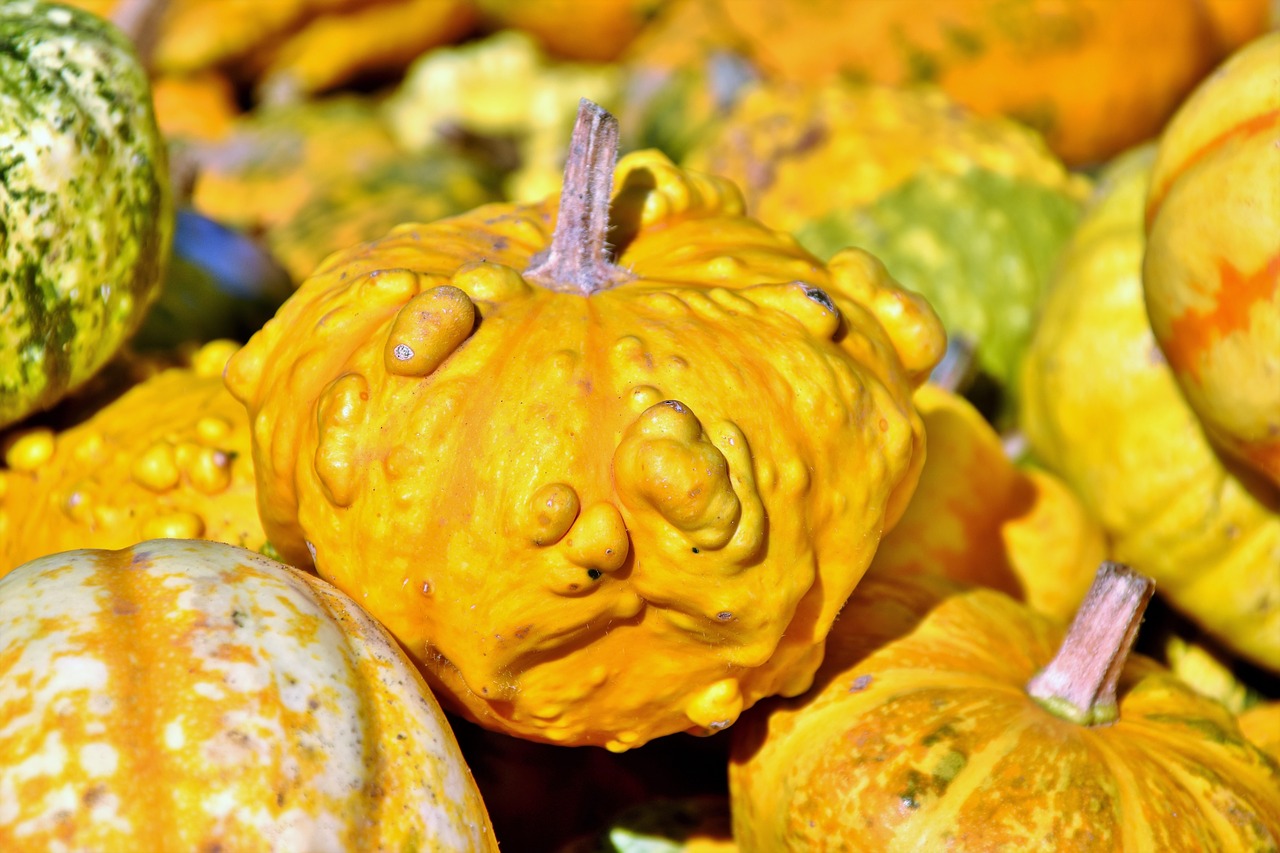 pumpkin  fruit  autumn free photo